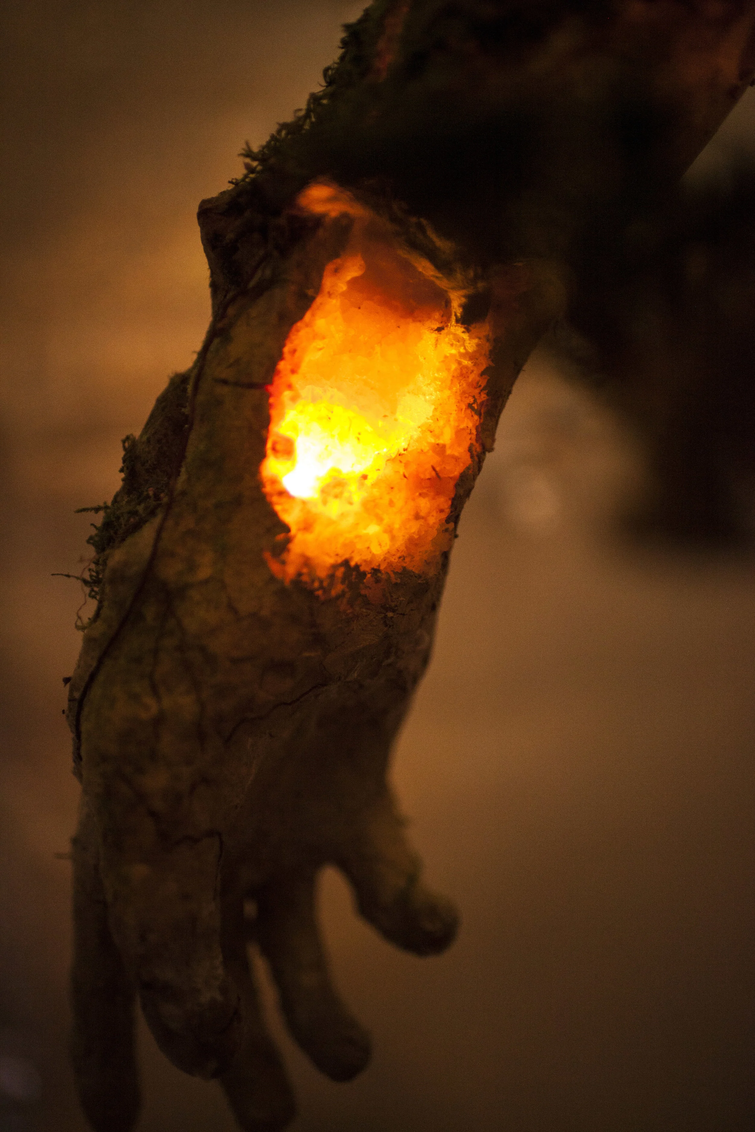 DarkDetail2 copy.jpg