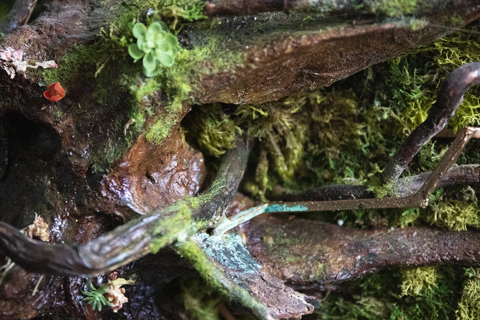 Symbiotic1b copy.jpg